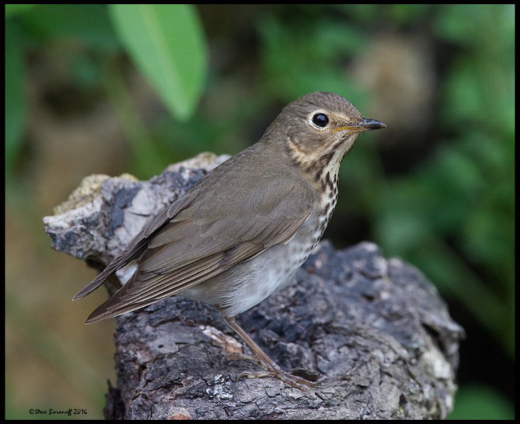 _6SB1356 swainsons thrush.jpg